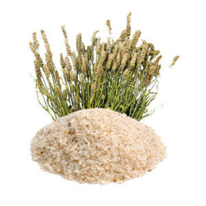 Psyllium Husk Extract